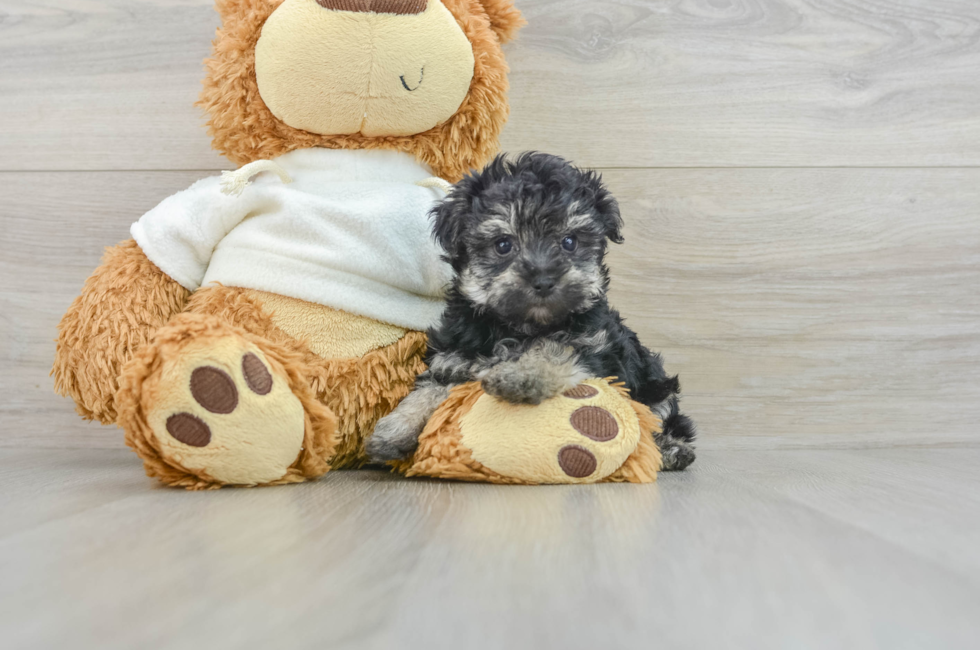 6 week old Yorkie Poo Puppy For Sale - Seaside Pups