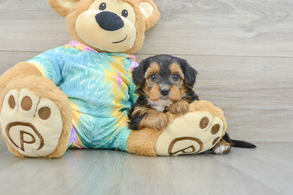 Energetic Yorkipoo Poodle Mix Puppy