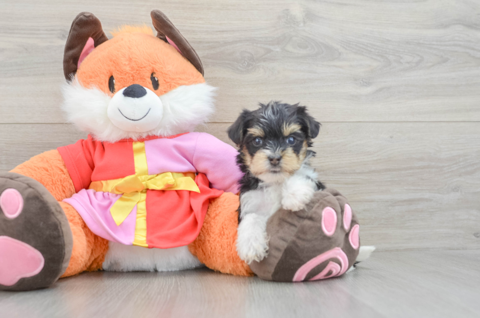 6 week old Yorkie Poo Puppy For Sale - Seaside Pups