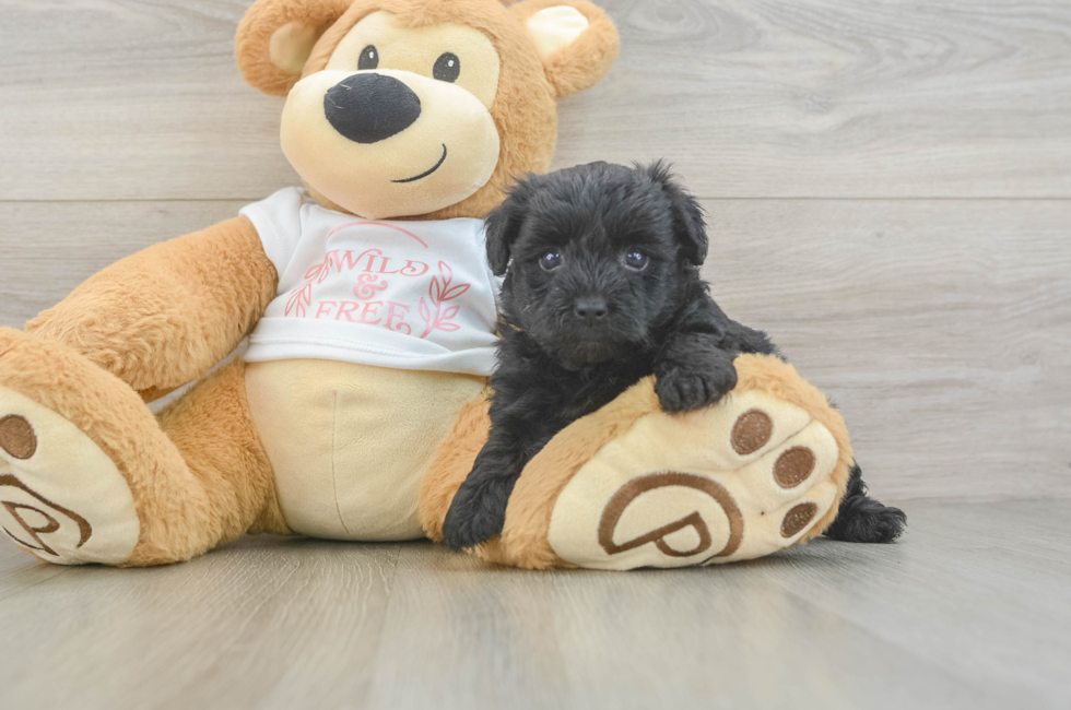 5 week old Yorkie Poo Puppy For Sale - Seaside Pups