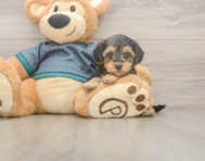 8 week old Yorkie Poo Puppy For Sale - Seaside Pups