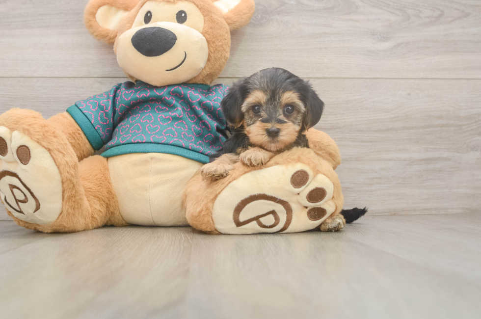5 week old Yorkie Poo Puppy For Sale - Seaside Pups