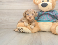7 week old Yorkie Poo Puppy For Sale - Seaside Pups