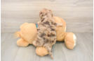 Popular Yorkie Poo Poodle Mix Pup