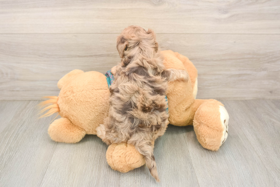 Popular Yorkie Poo Poodle Mix Pup