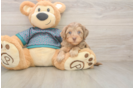 Little Yorkie Poodle Mix Poodle Mix Puppy