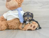 7 week old Yorkie Poo Puppy For Sale - Seaside Pups