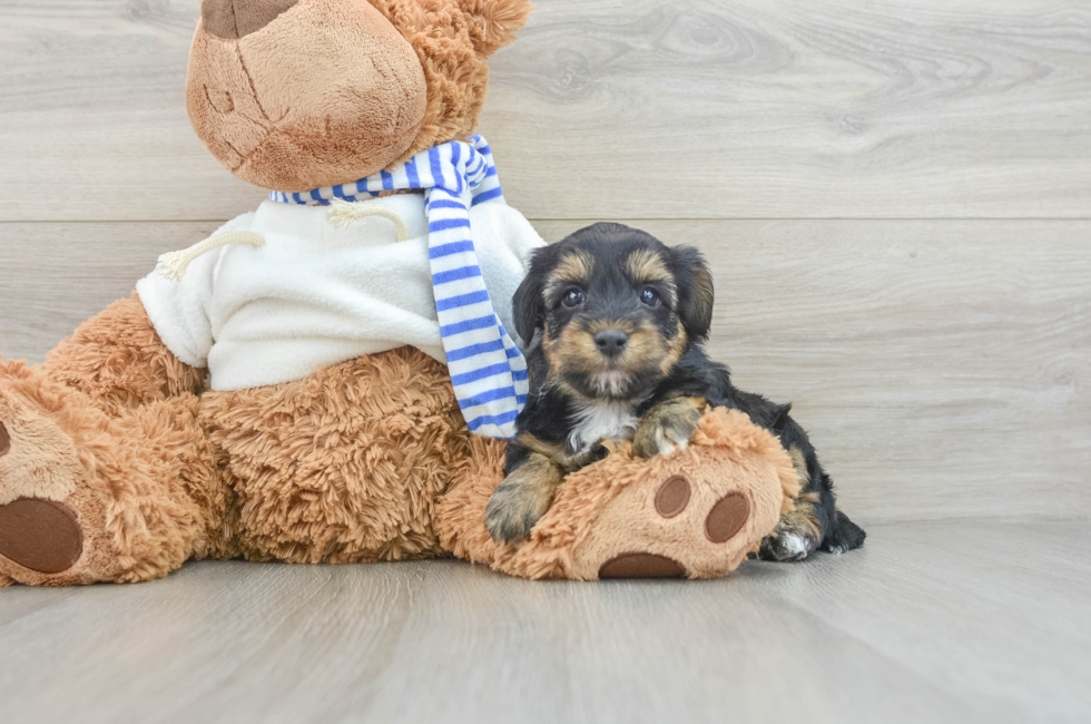 7 week old Yorkie Poo Puppy For Sale - Seaside Pups