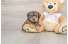 Yorkie Poo Pup Being Cute