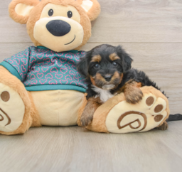 7 week old Yorkie Poo Puppy For Sale - Seaside Pups