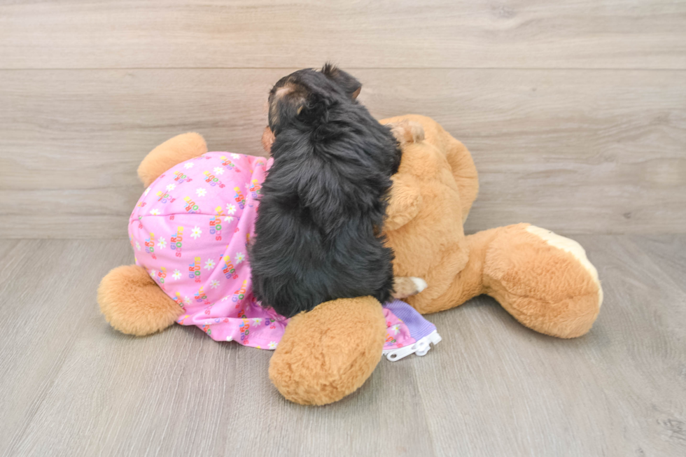 Small Yorkie Poo Baby