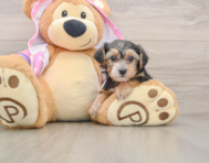7 week old Yorkie Poo Puppy For Sale - Seaside Pups