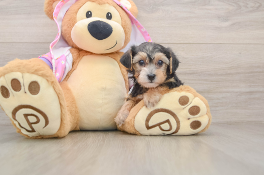 Playful Yo Yo Poo Poodle Mix Puppy
