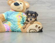 5 week old Yorkie Poo Puppy For Sale - Seaside Pups