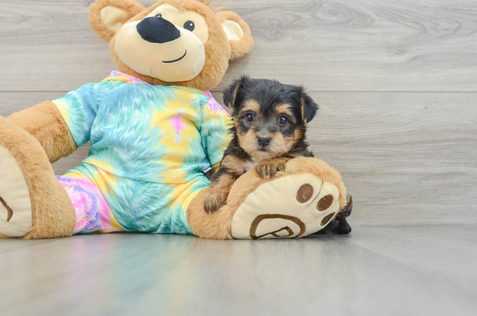 5 week old Yorkie Poo Puppy For Sale - Seaside Pups