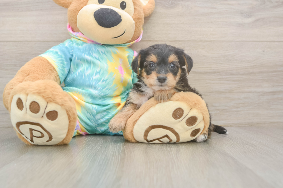 5 week old Yorkie Poo Puppy For Sale - Seaside Pups