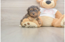 Best Yorkie Poo Baby