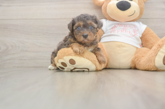 Best Yorkie Poo Baby