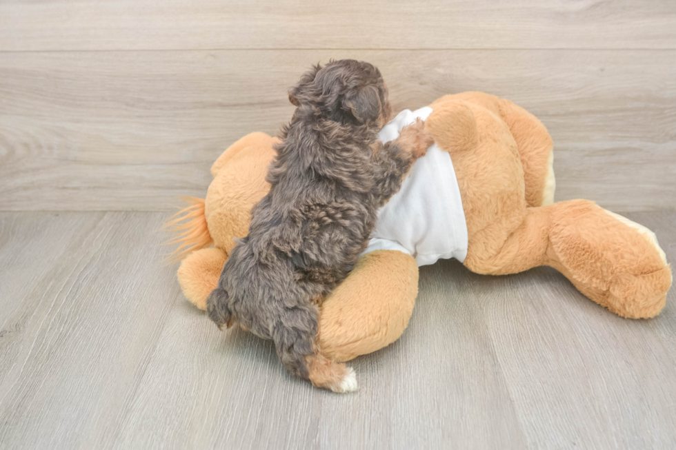 Best Yorkie Poo Baby