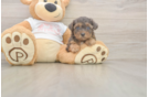 Adorable Yorkiedoodle Poodle Mix Puppy