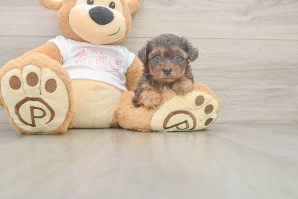 Adorable Yorkiedoodle Poodle Mix Puppy