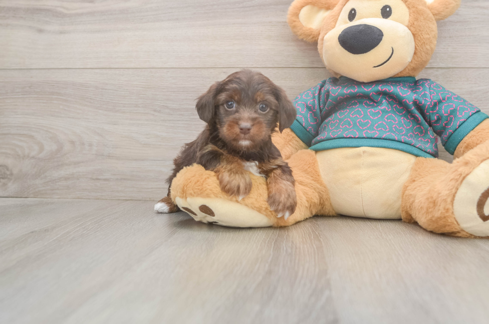 5 week old Yorkie Poo Puppy For Sale - Seaside Pups