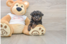Small Yorkie Poo Baby