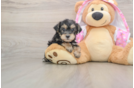 Sweet Yorkie Poo Baby