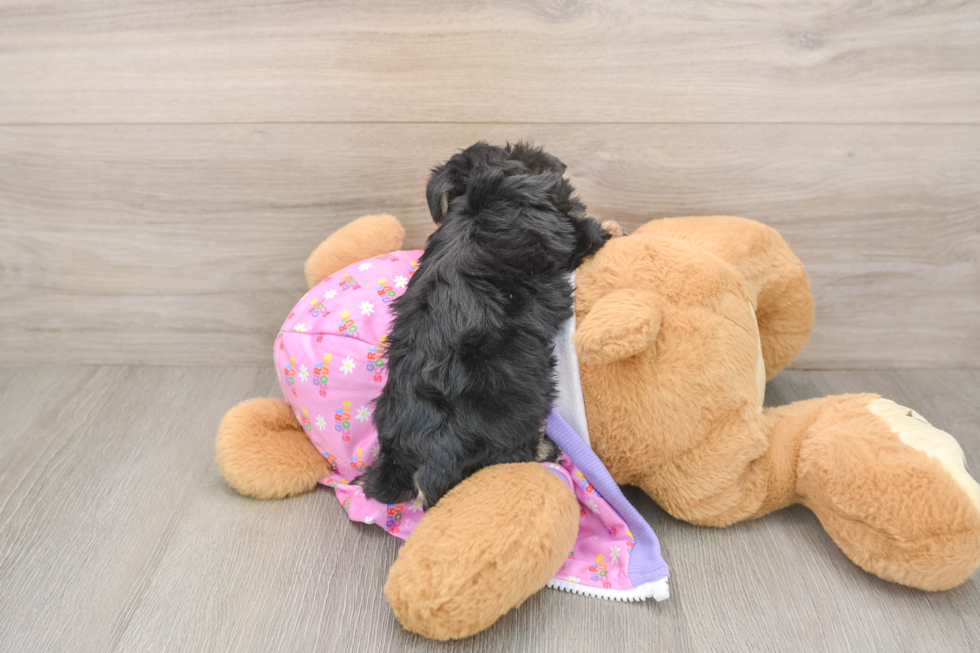 Small Yorkie Poo Baby