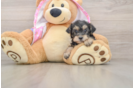 Happy Yorkie Poo Baby