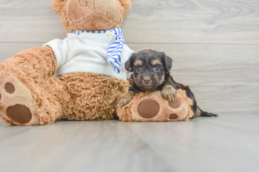 7 week old Yorkie Poo Puppy For Sale - Seaside Pups