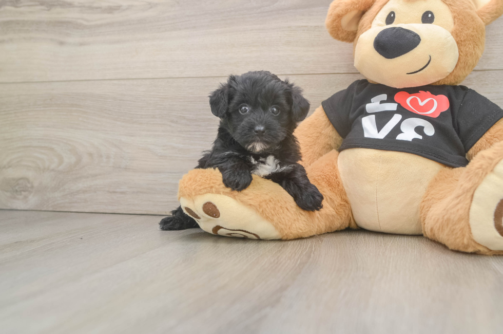 5 week old Yorkie Poo Puppy For Sale - Seaside Pups