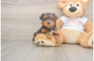 Fluffy Yorkie Poo Poodle Mix Pup