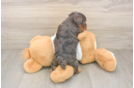 Best Yorkie Poo Baby
