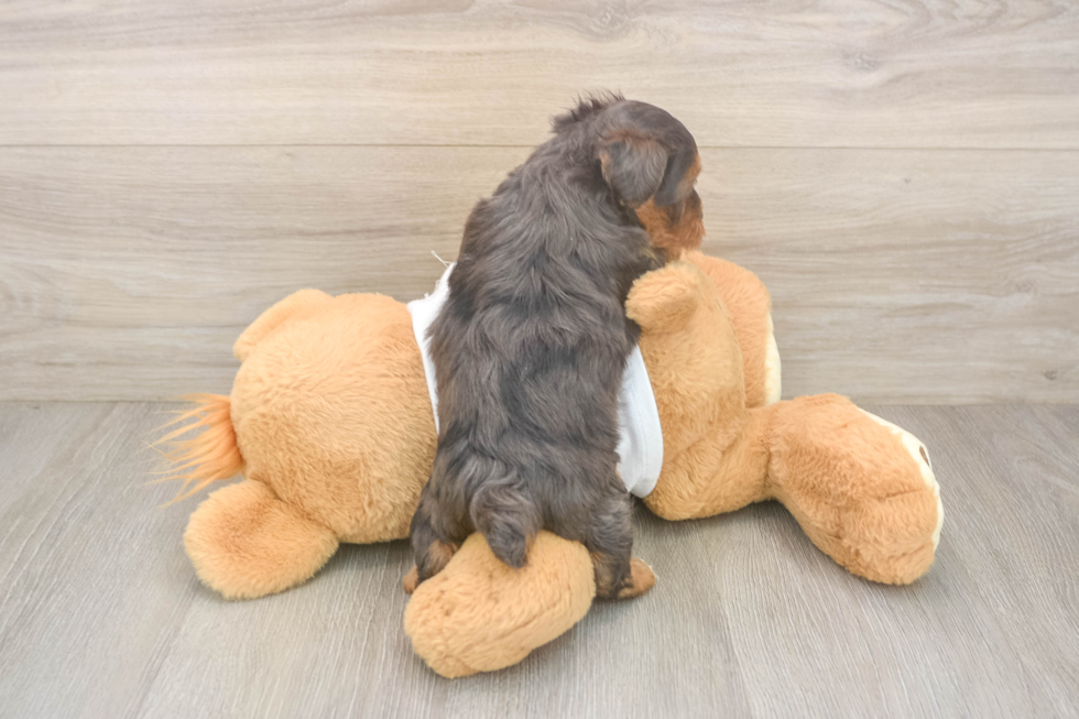 Best Yorkie Poo Baby