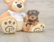 8 week old Yorkie Poo Puppy For Sale - Seaside Pups