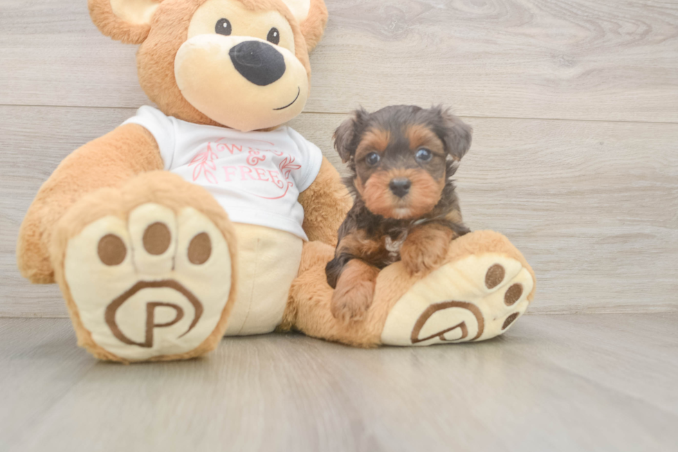 Popular Yorkie Poo Poodle Mix Pup