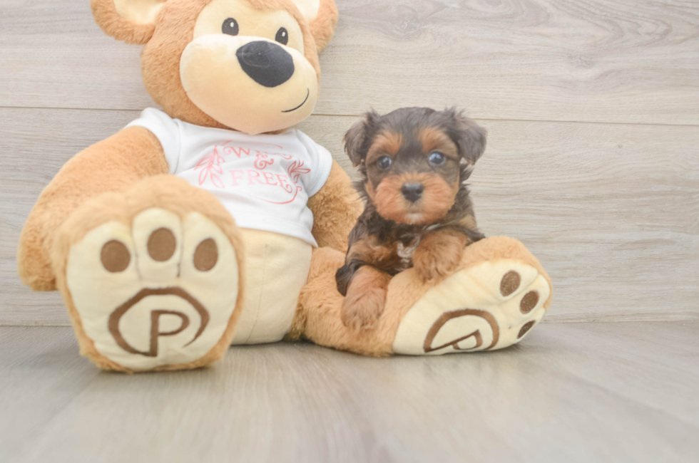 5 week old Yorkie Poo Puppy For Sale - Seaside Pups