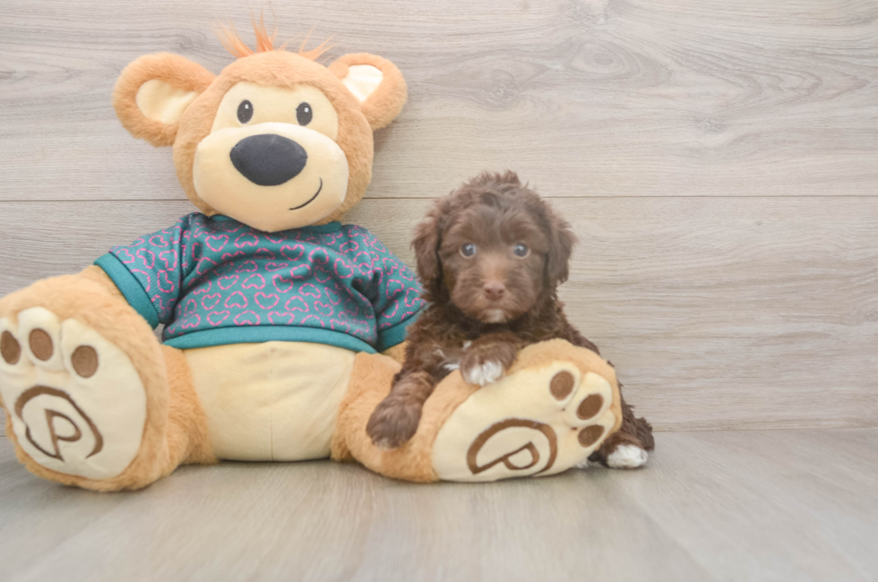 5 week old Yorkie Poo Puppy For Sale - Seaside Pups