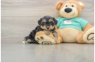 Yorkie Poo Puppy for Adoption