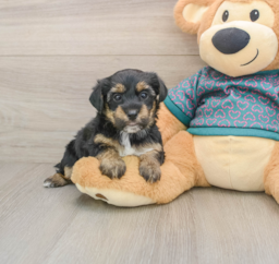 7 week old Yorkie Poo Puppy For Sale - Seaside Pups