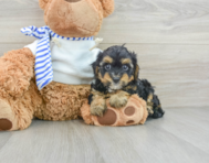 7 week old Yorkie Poo Puppy For Sale - Seaside Pups