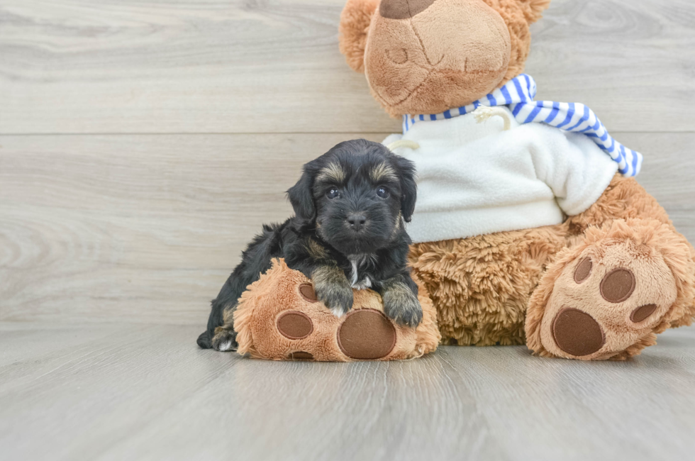 7 week old Yorkie Poo Puppy For Sale - Seaside Pups