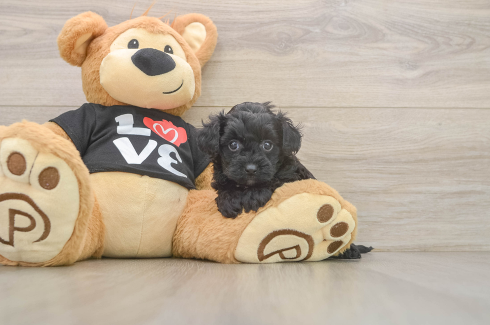 5 week old Yorkie Poo Puppy For Sale - Seaside Pups