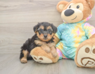 8 week old Yorkie Poo Puppy For Sale - Seaside Pups