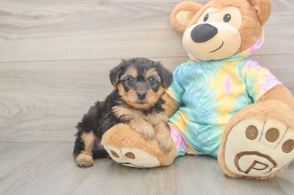 5 week old Yorkie Poo Puppy For Sale - Seaside Pups