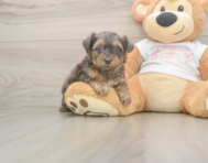 7 week old Yorkie Poo Puppy For Sale - Seaside Pups