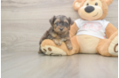 Best Yorkie Poo Baby