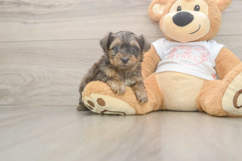 5 week old Yorkie Poo Puppy For Sale - Seaside Pups