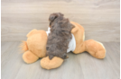 Yorkie Poo Puppy for Adoption